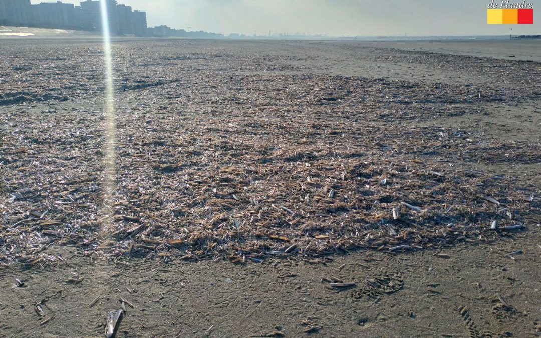 Échouage de couteaux sur la plage de Dunkerque